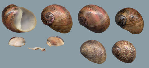 clithon_circumvoluta_recluz_1843_15mm_java__celebes.jpg
