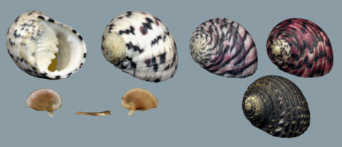 nerita_versicolor_gmelin_1791_26mm_florida_st._croix_venezuela__tobago.jpg