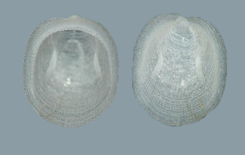 plesioythyreus_granulosus_thiele_1909_12mm_reunion.jpg